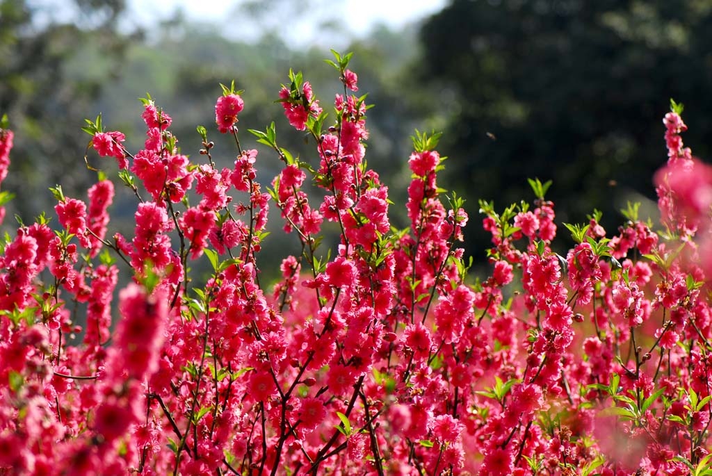 感受南粤花样冬天,收获别样浪漫新年!-千龙网·